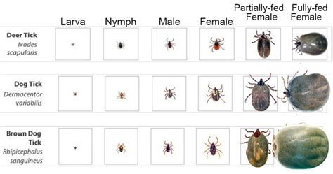 What Do Ticks Look Like? 23 Pictures of Ticks in All Life Stages