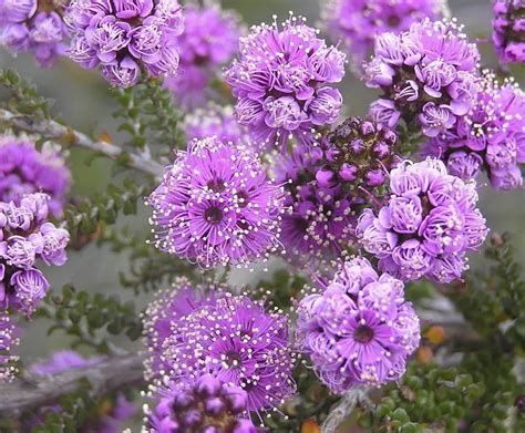 Kunzea (Kunzea) – A to Z Flowers