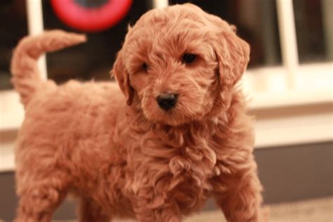 Red goldendoodle from RiverValleyDoodles.com. Adopted in 2013 | Goldendoodle puppy, Red ...