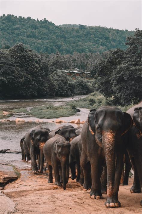 Wildlife in Thailand