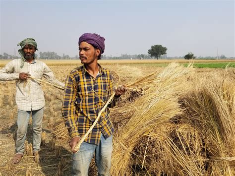 What Will Persuade Rice Farmers In Punjab To Stop Setting Fires In Their Fields? | NCPR News