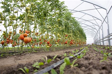 Local unemployed residents offered chance to reap the benefits of horticulture – Derry Daily