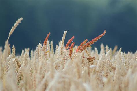 Beige Wheat Field Lot · Free Stock Photo