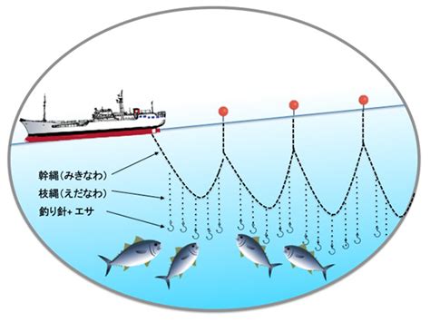 Beyond Your Imagination! Fishing Methods and Longline Fishing for Tuna | FUJI-KIZAI