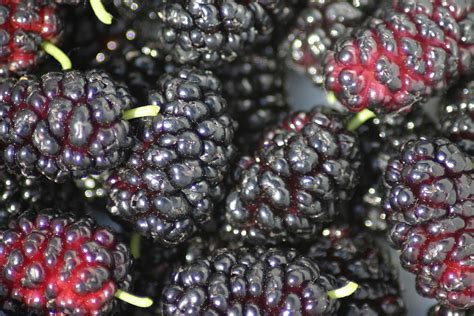 Mulberry Edible Fruitare - Health benefits - Mulberries vs Blackberries