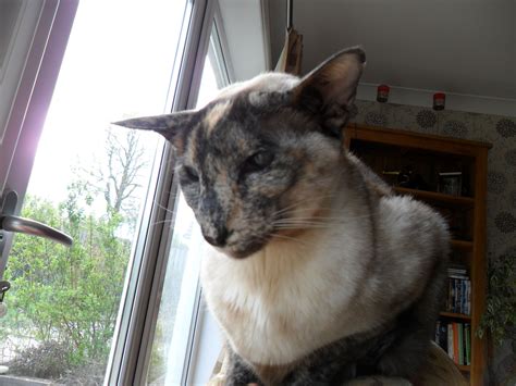 My Tortie point Siamese, Rosie. | Feline, Cats, Breeds