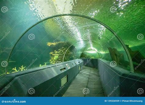 Underwater tunnel aquarium stock image. Image of park - 139326939