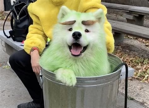 Most Adorable Pet Costumes From TikTok