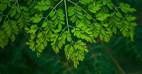 Why to avoid moringa leaves during Karkidakam | Drumstick leaves | Food ...