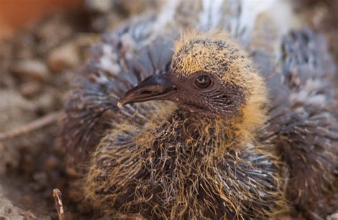 Pigeon Baby Nestling In The Nest Stock Photo - Download Image Now - iStock