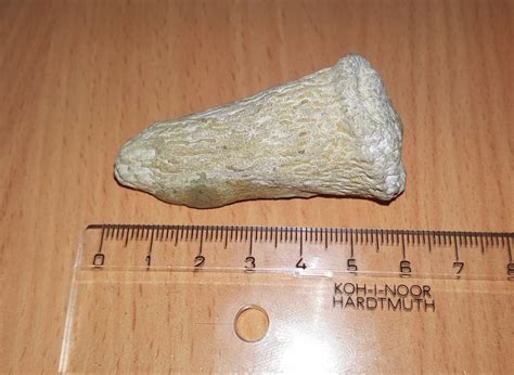 Who can it belong to? fossil tooth - Earth Science Stack Exchange