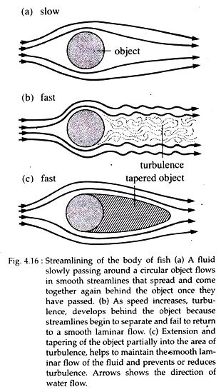 Zoology Notes on Aquatic Adaptation