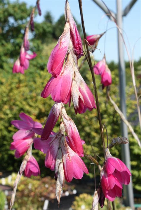 Edelweiss Perennials. Dierama Hybr. Large Deep Pink (Seedlings)