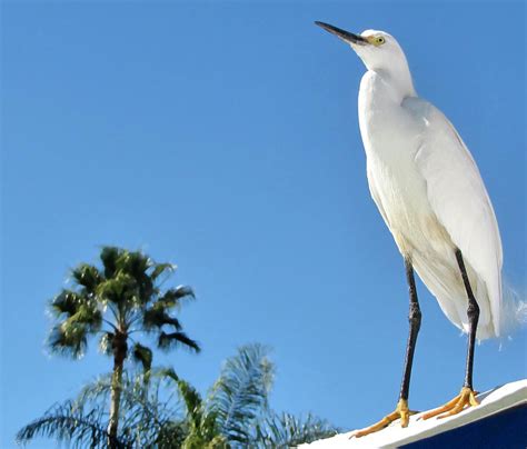 Snowy Egret Facts And Fresh Lovely Photos 2013 | Beautiful And Dangerous Animals/Birds Hd Wallpapers