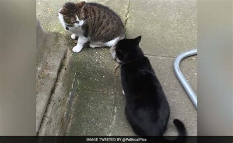 Downing Street Cat Fights Turn Brutal