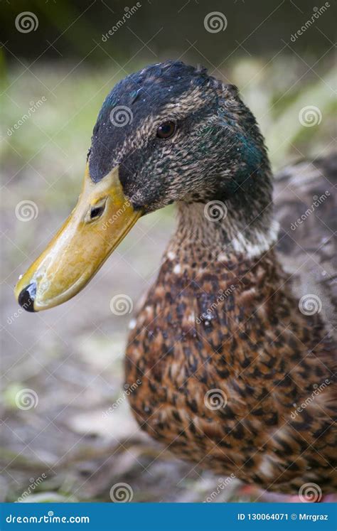 Drake male duck portrait stock image. Image of bird - 130064071