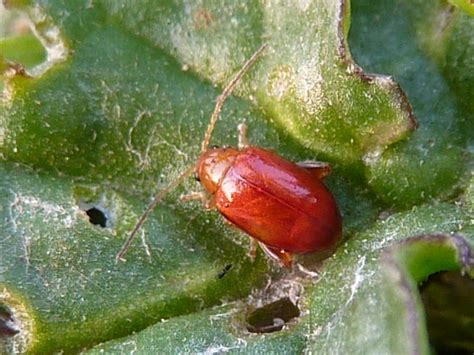 Flea Beetle - Longitarsus jacobaeae? 2 | Red Flea Beetle - p… | Flickr