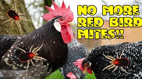 A new treatment for red bird mites - YouTube