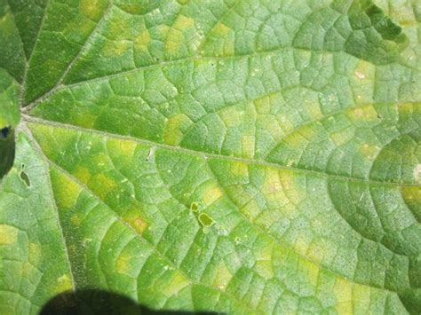 Vegetable: Cucurbits, Downy Mildew | UMass Center for Agriculture, Food and the Environment