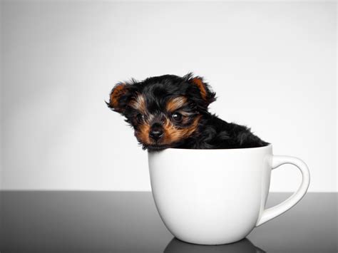 Do Teacup Maltipoos Bark A Lot