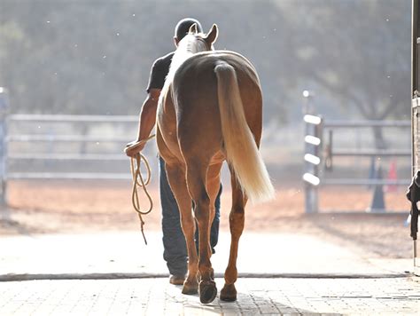 How To Manage Colic in Horses - Med Vet Pharmaceuticals