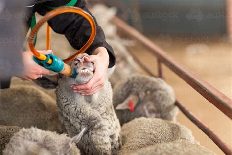 Image of Close up view of drenching sheep - Austockphoto