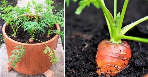 How to Grow Carrots in a Container - Gardening Sun