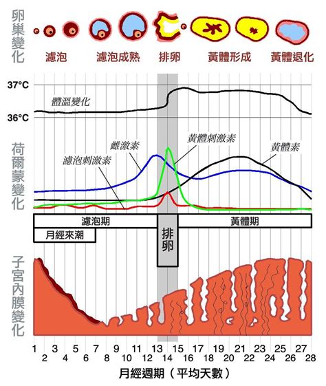 月经周期中的那些日子，你都分得清吗_黄体期