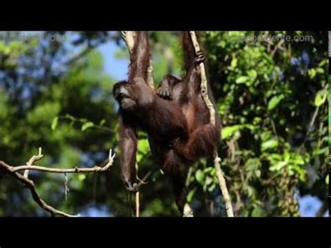 Bornean orangutan mating | Bornean orangutan, Orangutan, Borneo