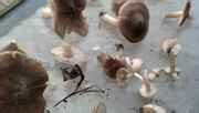 Michigan Hunt - Mushroom Hunting and Identification - Shroomery Message Board