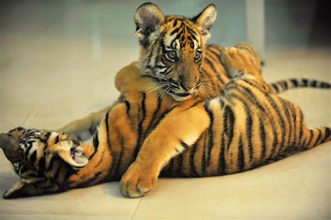 Twin South China tiger cubs born at Nanchang Zoo[1]- Chinadaily.com.cn