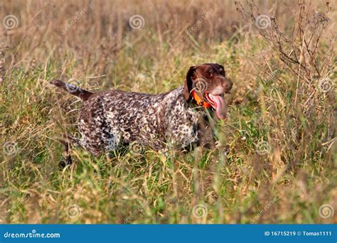 Hunting German Shorthaired Pointer Royalty Free Stock Images - Image ...