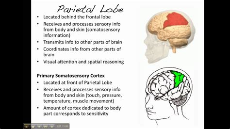 The Brain - Parietal Lobe - YouTube