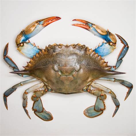 bill sallans | Crab art, Blue crabs art, Crab painting