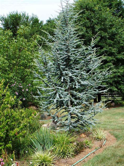 PlantFiles Pictures: Blue Atlas Cedar 'Glauca' (Cedrus atlantica) by ...