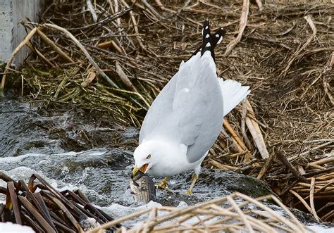 Birds, anglers take on invasive Prussian carp in Alberta | The Western Producer