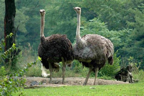 Ostrich Pictures