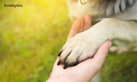 Claw and Nail Disorders in Dogs - Causes and Treatment Options | Buddydoc