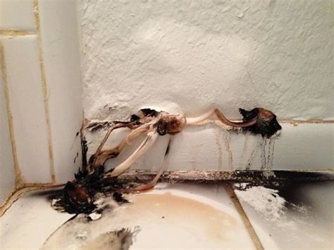 Mushrooms Growing in the Bathroom: Why & How to Prevent It