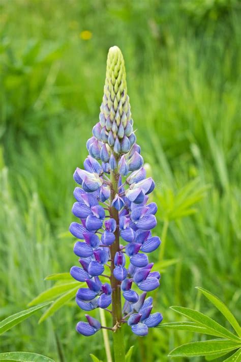 Purple Lupin Flower stock photo. Image of leaf, lupin - 25086878