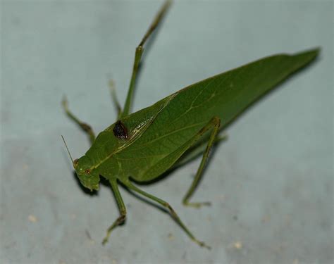 Field Biology in Southeastern Ohio: Another Insect Walk