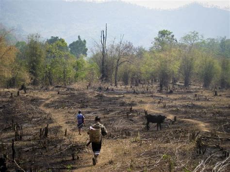 Slash-and-Burn Agriculture must Stop - Clean Malaysia