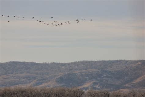 Geese Migrating - SkySpy Photos, Images, Video