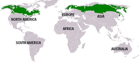 Forest Dweller: World Biome: Boreal or Taiga Forest