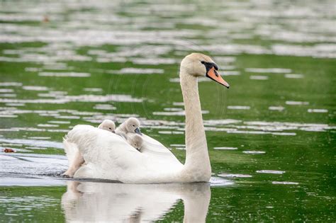 Debs Creative Images | Swan and Cygnets