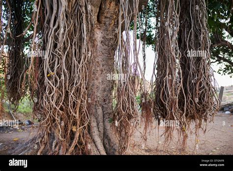 Ficus Benghalensis. Indian banyan tree with aerial prop roots. India Stock Photo: 66750987 - Alamy