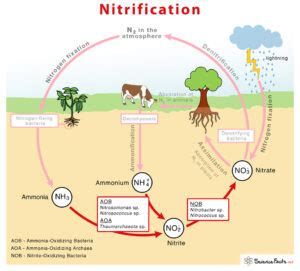 Nitrification – Definition, Equation, Process, & Diagram