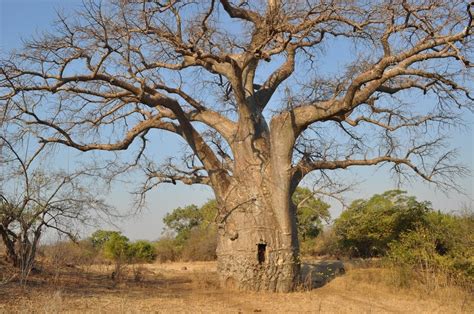 Common Trees During The Safari in Tanzania - Tanzania Safari Travel ...