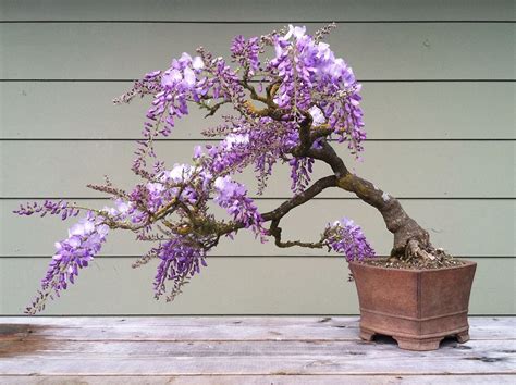 Great Bonsai Wisteria Tree in the world Don t miss out | earthysai