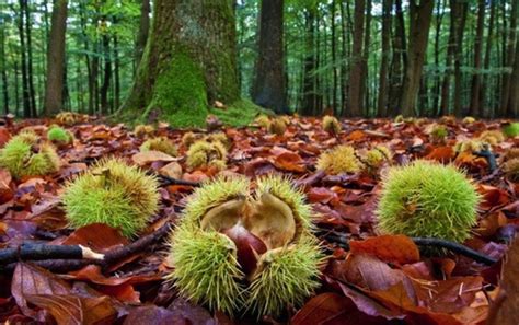 Le castagne: storia, origini e ricette di un frutto delizioso